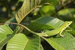 Image of Cuban green anole