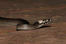 Image of Pale-headed Snake