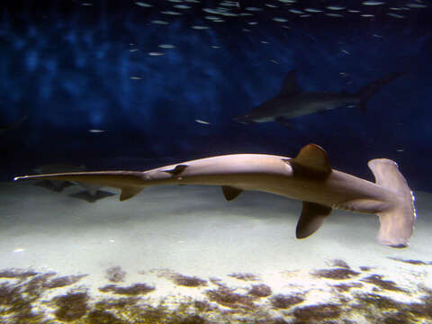 Image of Scalloped Hammerhead