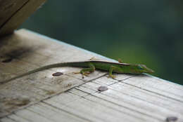 Image of Cuban green anole