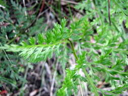 Image of Asplenium adiantum-nigrum var. solidum (Kunze) J. P. Roux