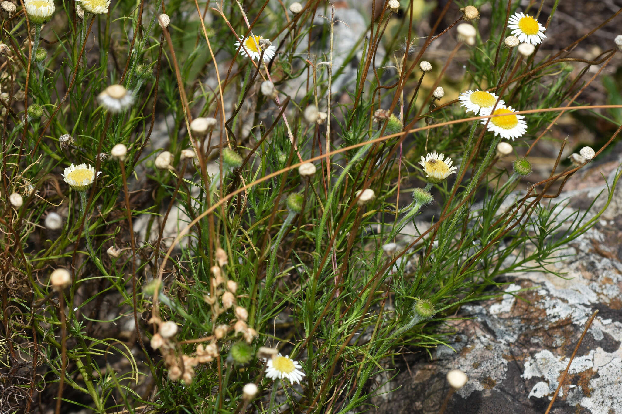 Image of Hysterionica chamomilloides Deble