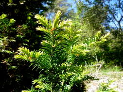 Image of English yew