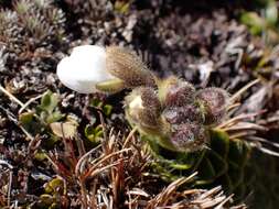 Image of Ourisia glandulosa Hook. fil.