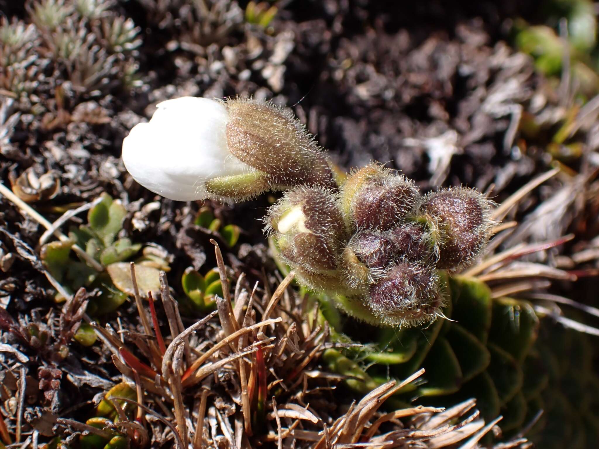 Image of Ourisia glandulosa Hook. fil.