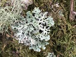 Image of Lattice tube lichen