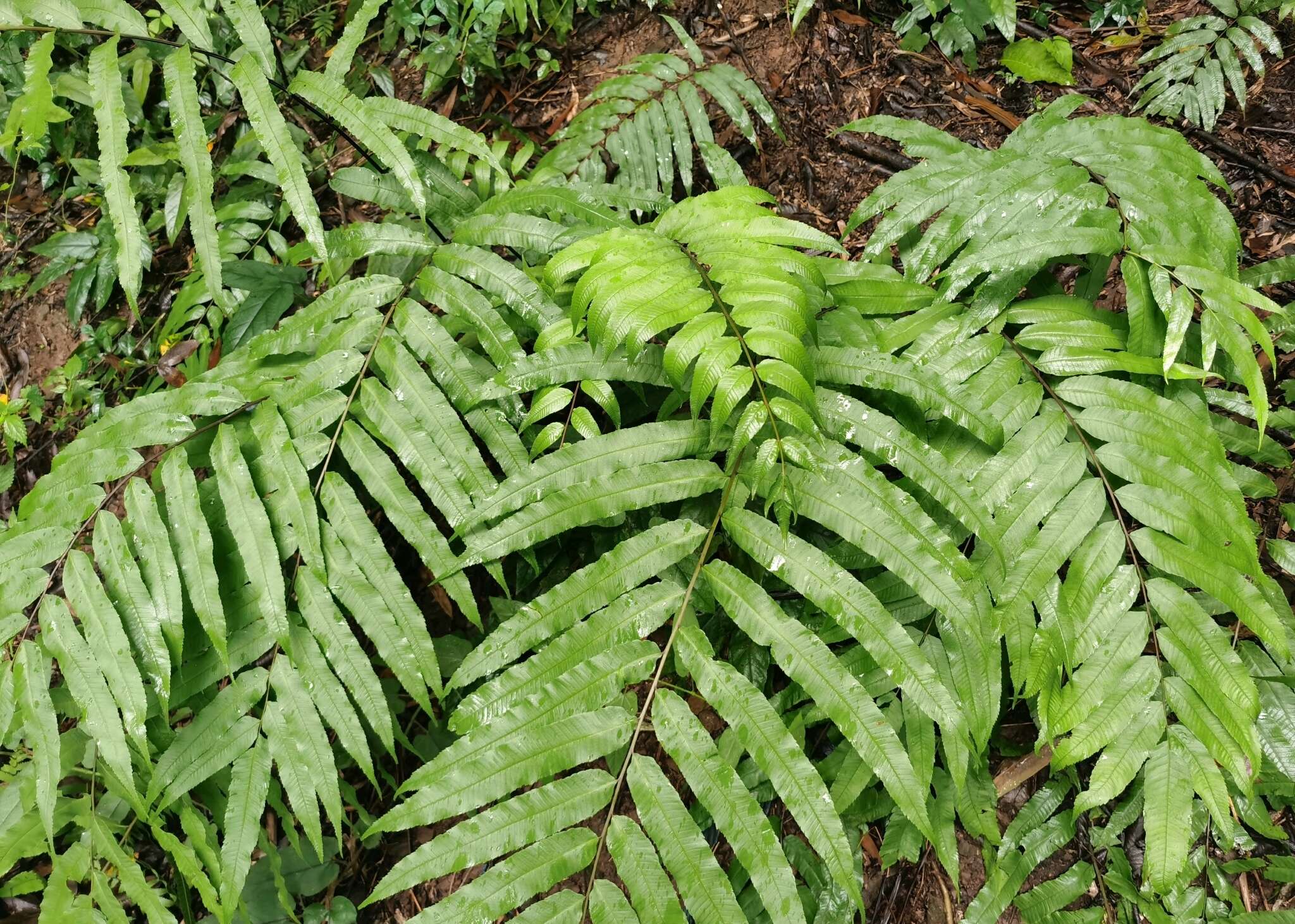 Image of Menisciopsis penangiana (Hook.) S. E. Fawc. & A. R. Sm.