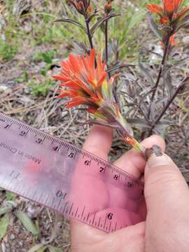 Слика од Castilleja pruinosa Fern.