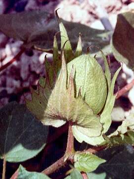 Imagem de Gossypium herbaceum L.