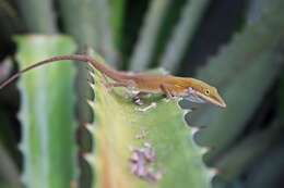 Image of Cuban green anole