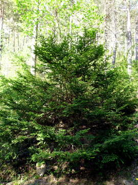 Image of English yew