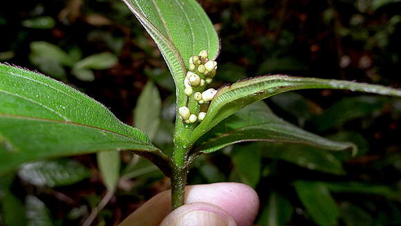 Imagem de Miconia nervosa (Sm.) Triana