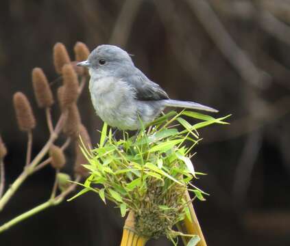 Image of White-eyed Slaty Flycatcher