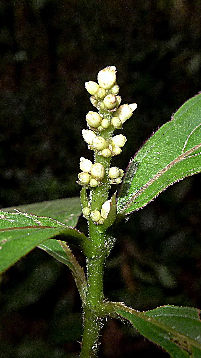 Imagem de Miconia nervosa (Sm.) Triana