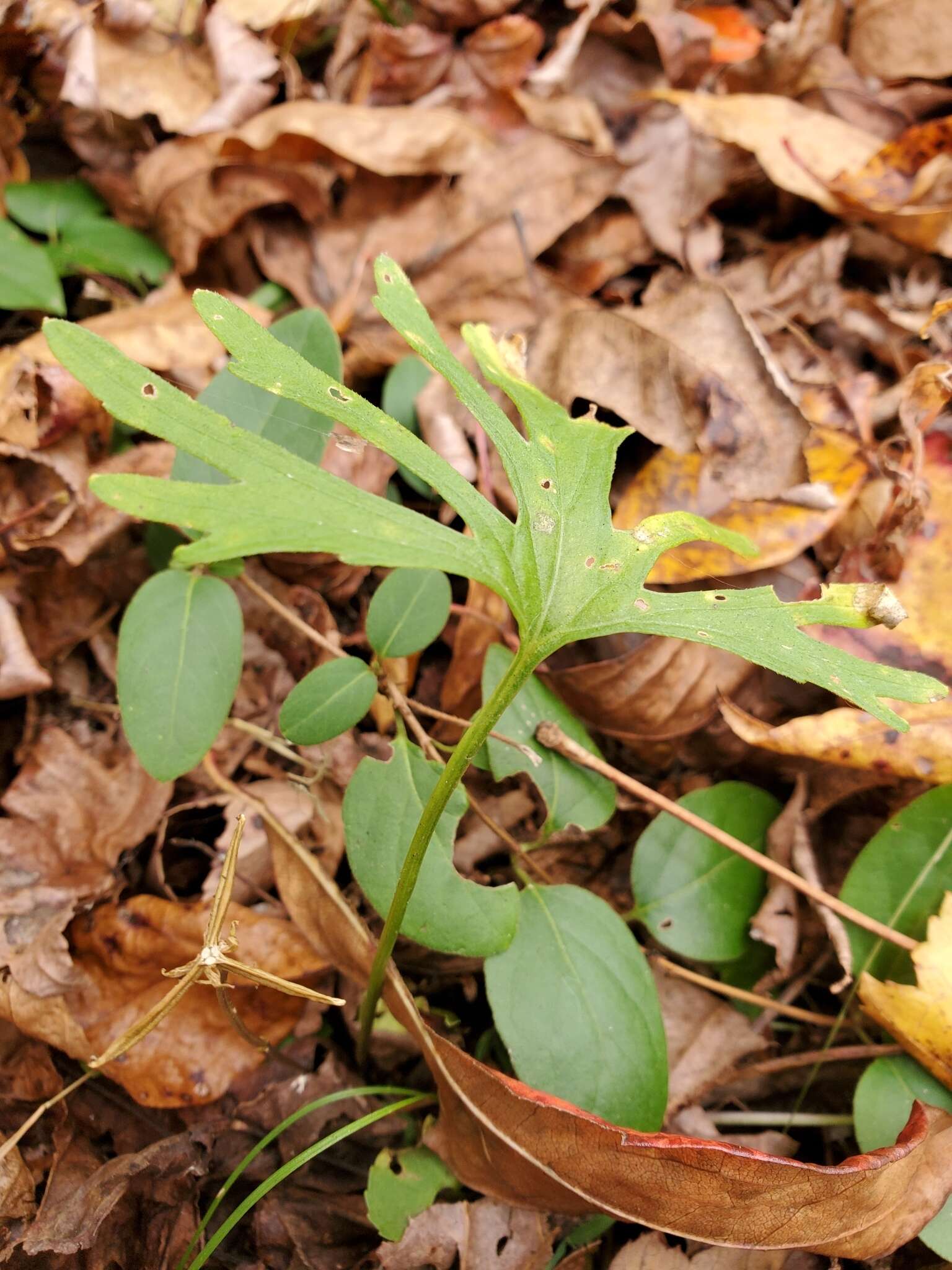 Image of Northern Coastal Violet