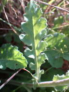 Image of Senecio hastatus L.