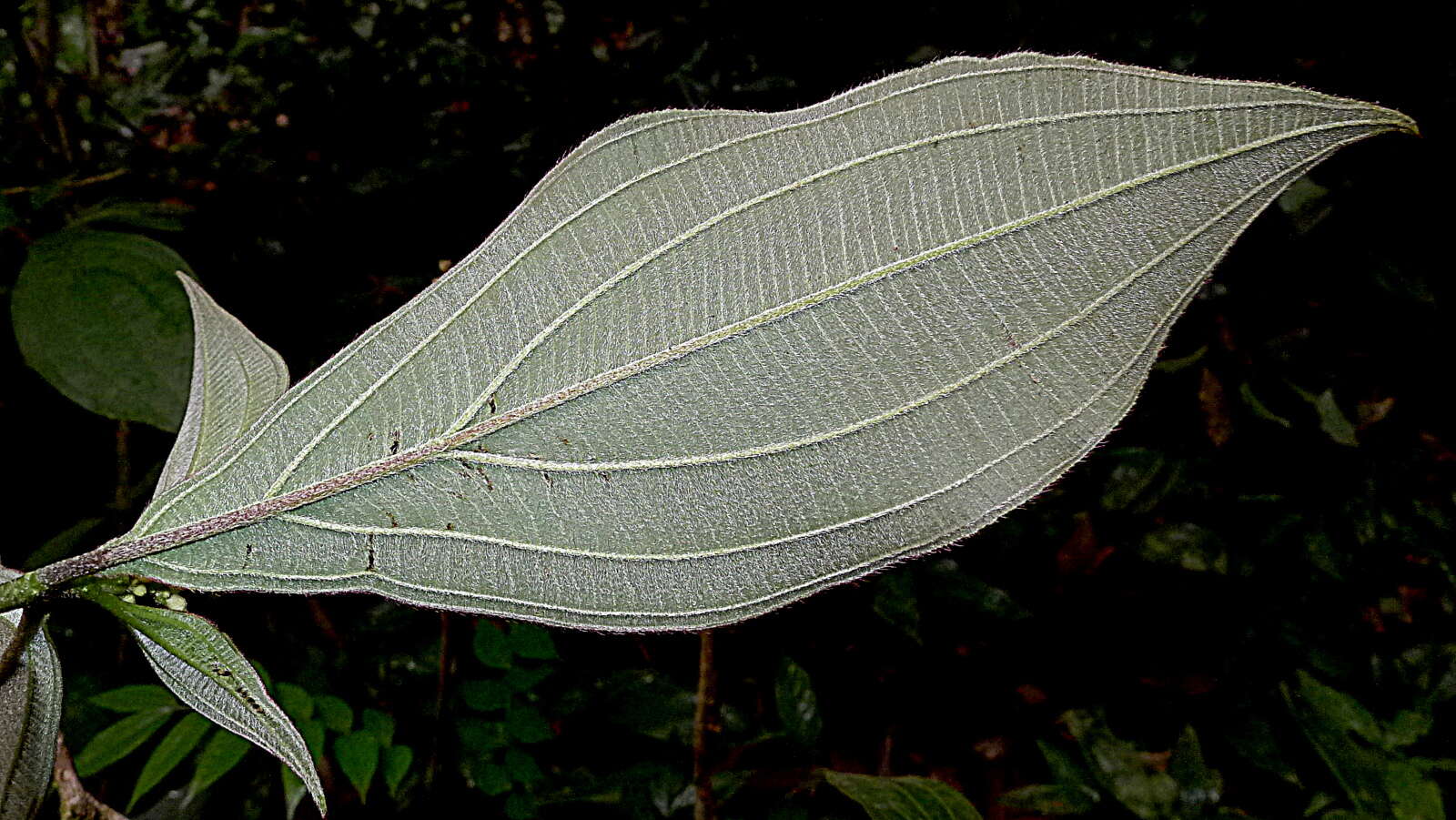 Imagem de Miconia nervosa (Sm.) Triana