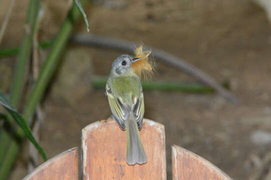 Image of Slaty-capped Flycatcher