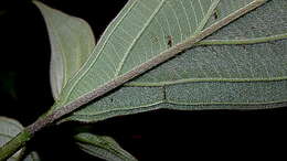 Image of Miconia nervosa (Sm.) Triana