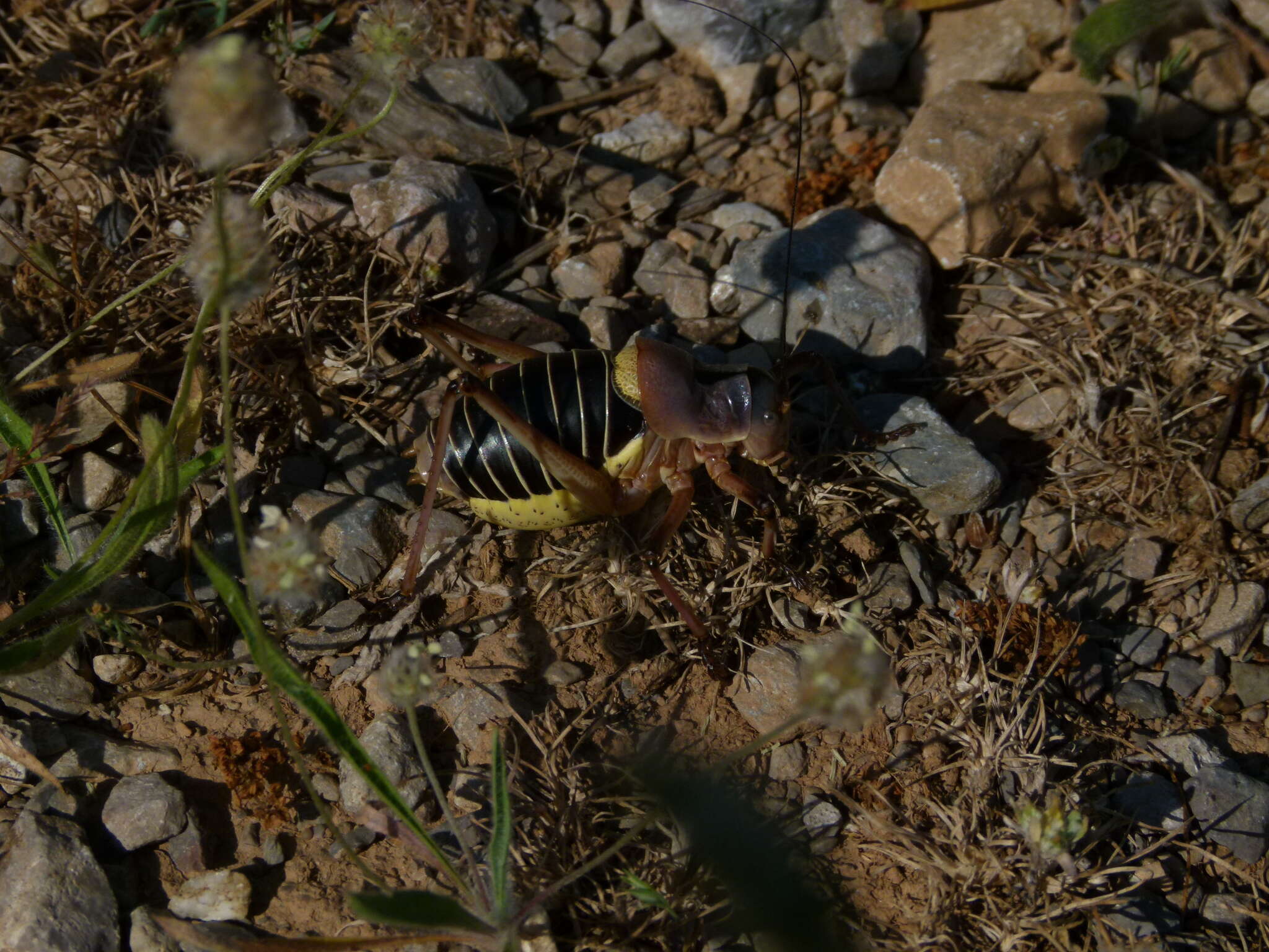 Image of Ephippiger diurnus cunii Bolívar & I. 1877