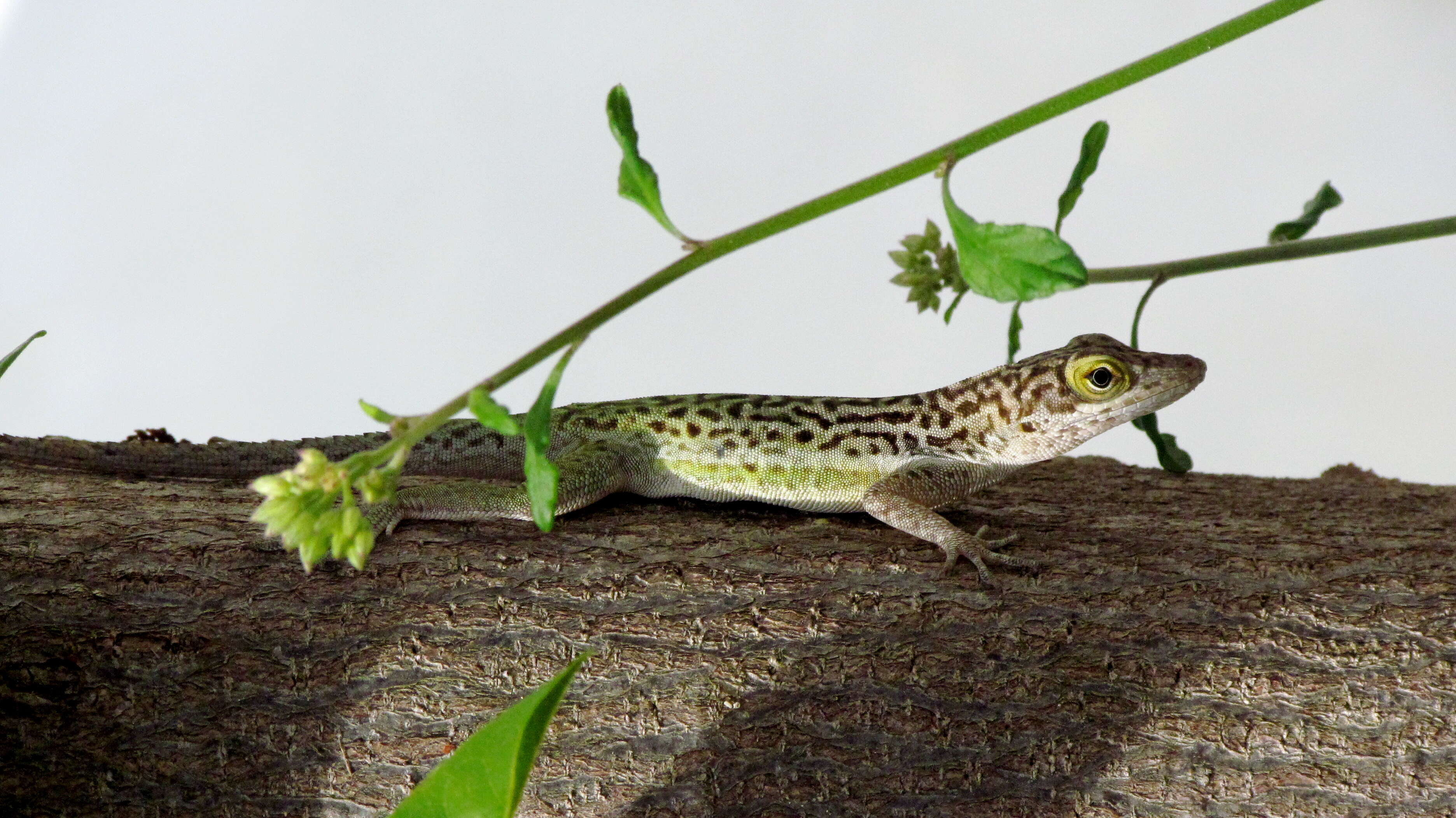 Image of Leach's Anole