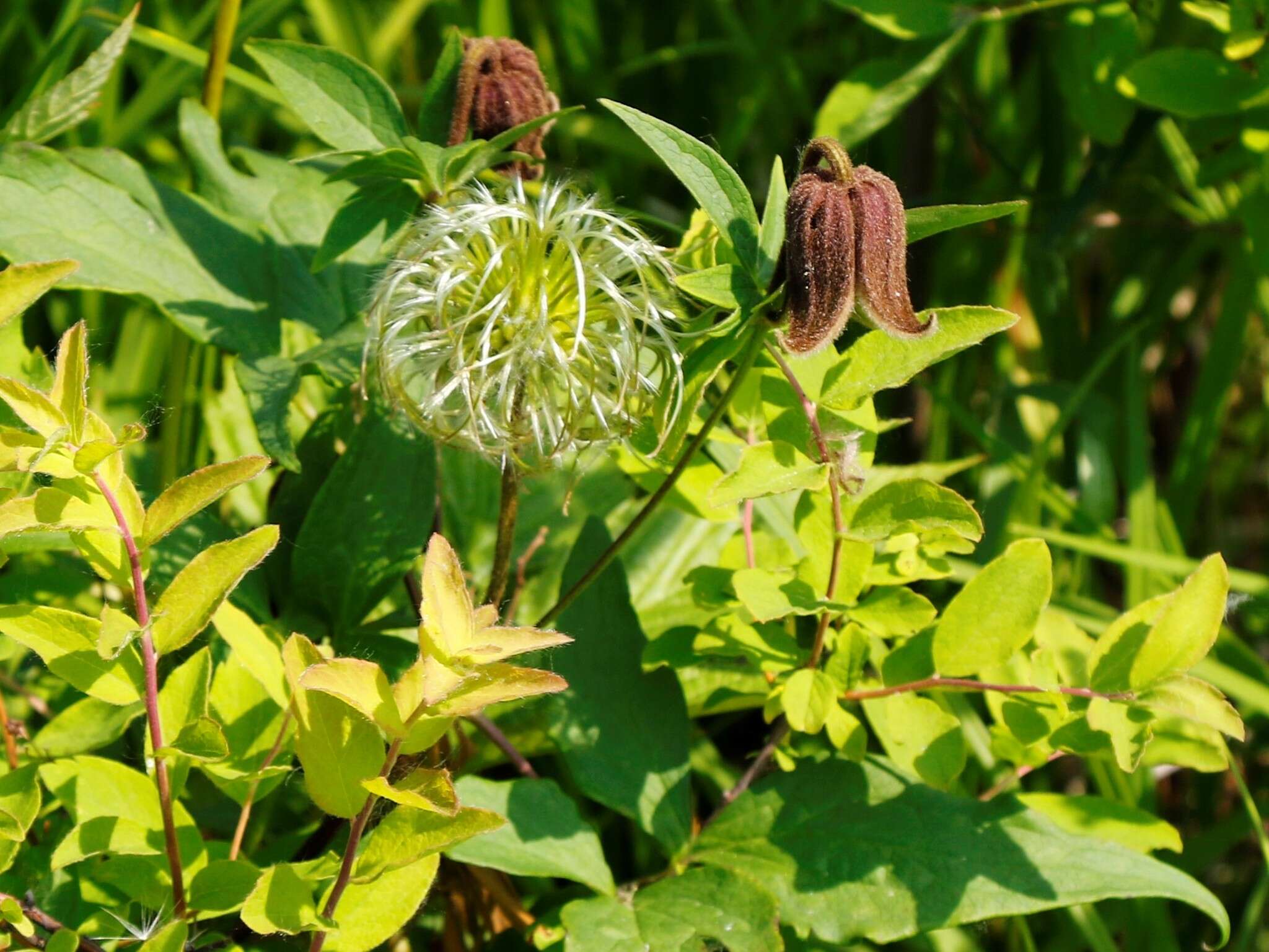 Imagem de Clematis fusca Turcz.