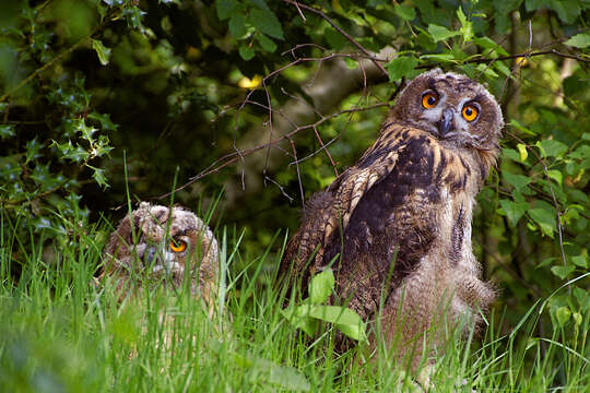 Image of Eurasian Eagle Owl