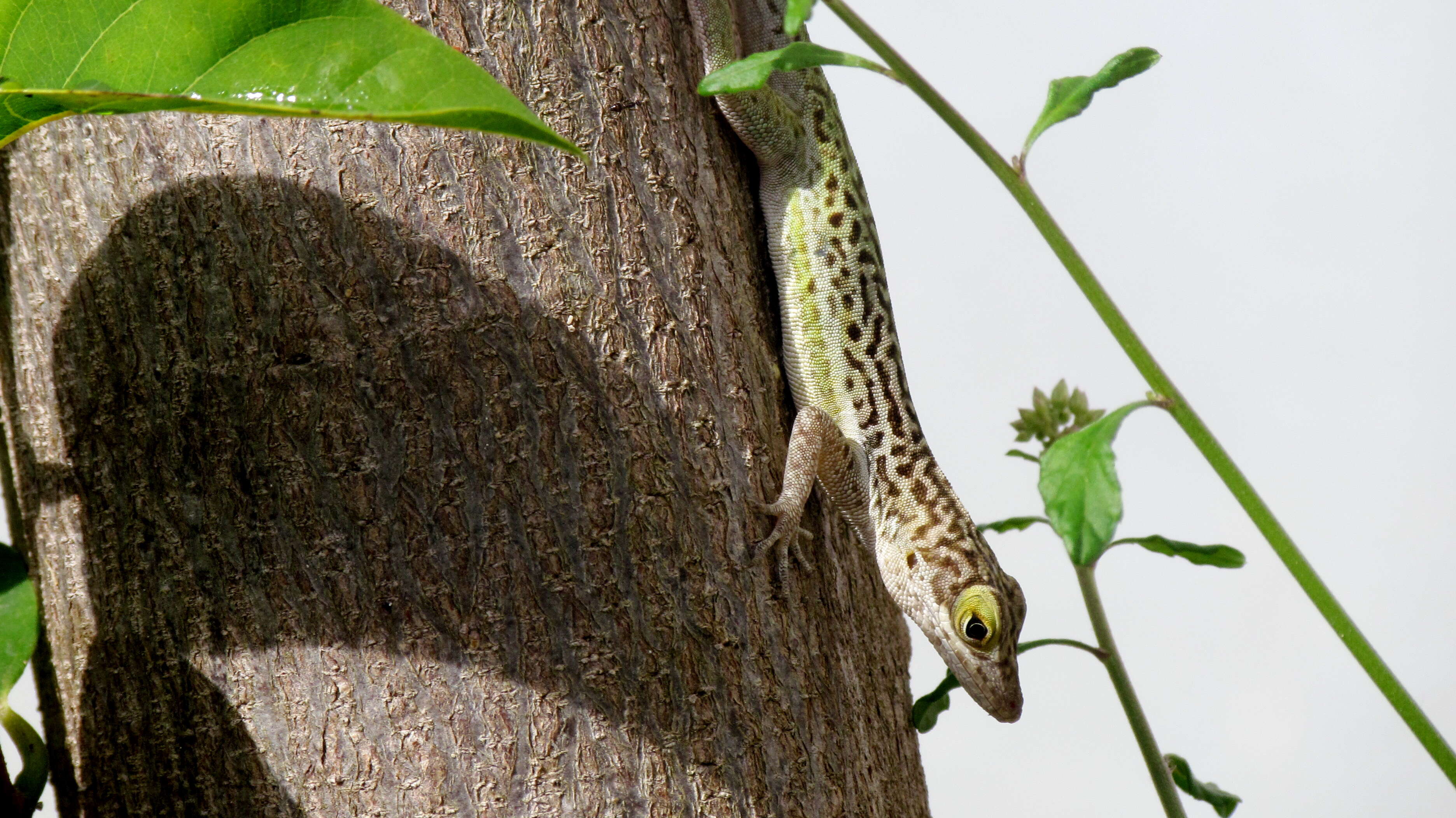 Image of Leach's Anole