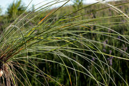 Sivun Stipa dasyphylla (Lindem.) Czern. ex Trautv. kuva