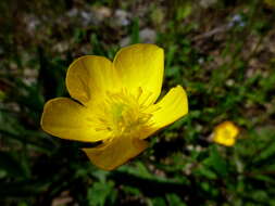 Imagem de Ranunculus acris L.