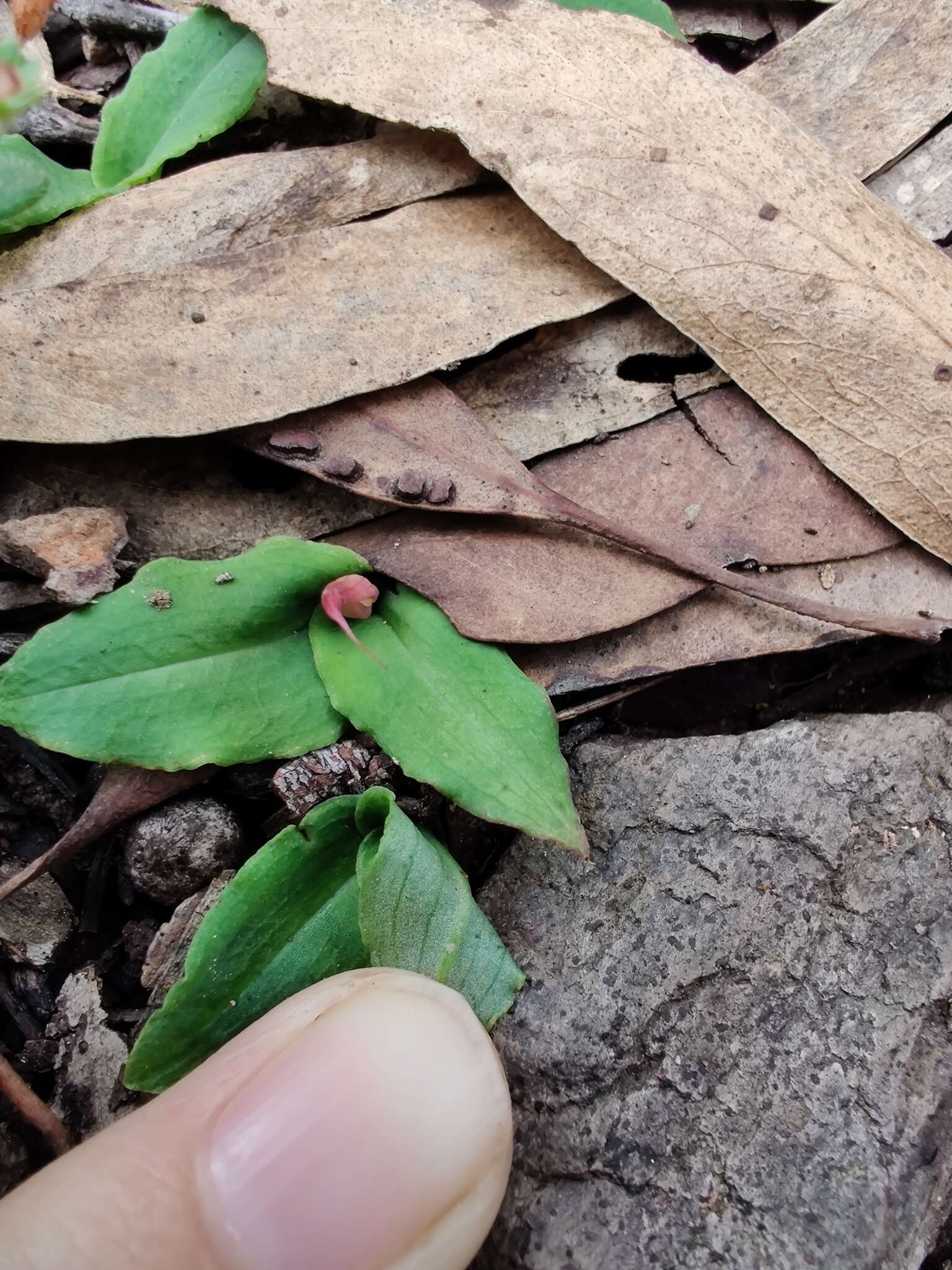 Imagem de Chiloglottis seminuda D. L. Jones