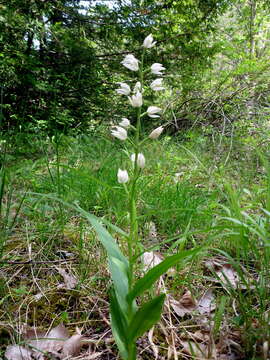 Image of Sword-leaved helleborine