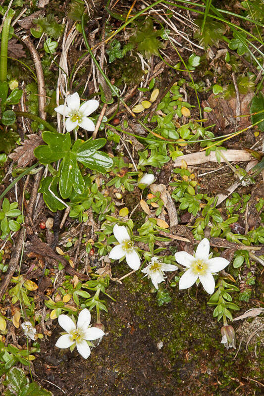 Image de Arenaria ciliata L.