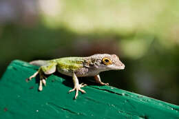 Image of Leach's Anole