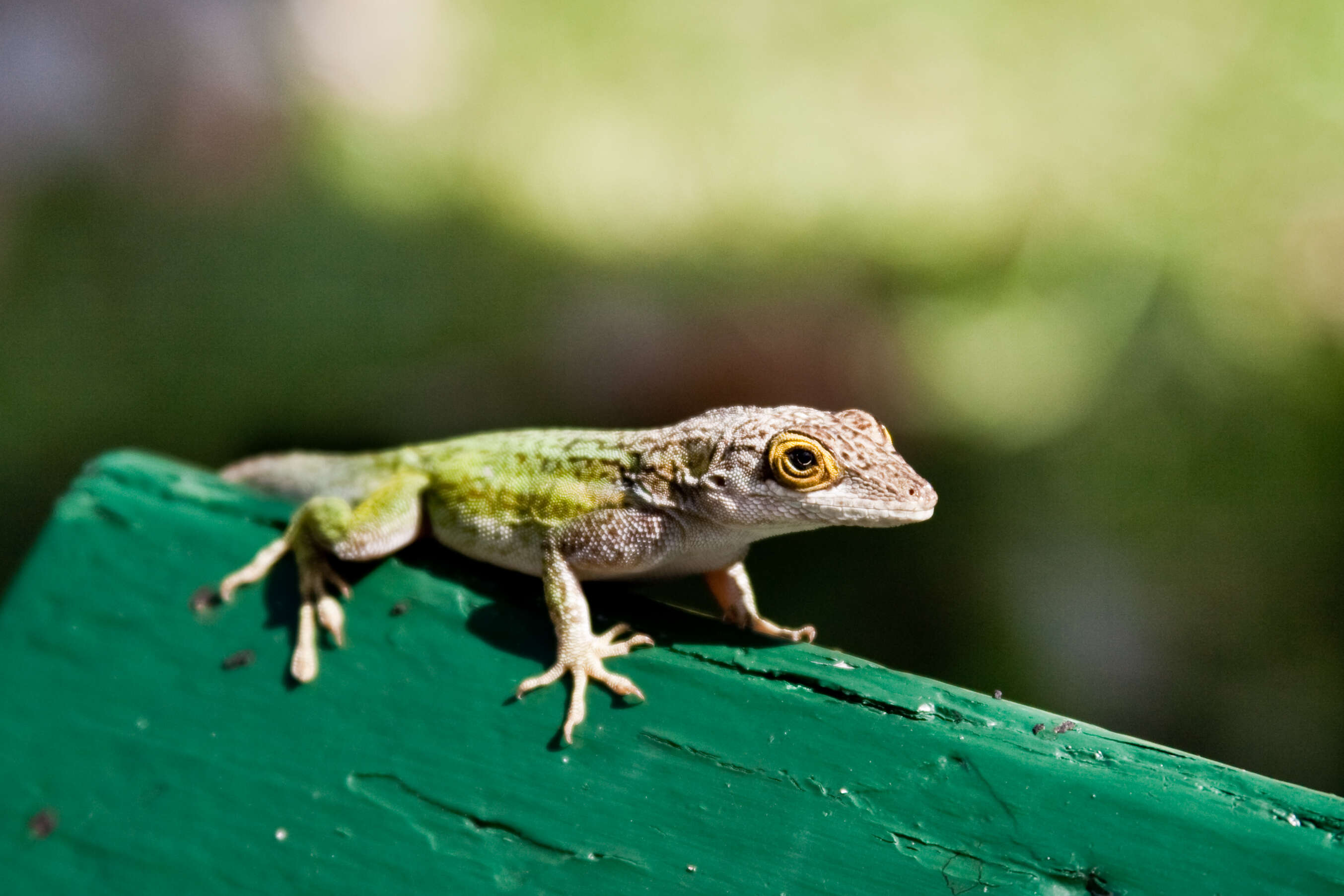 Image of Leach's Anole