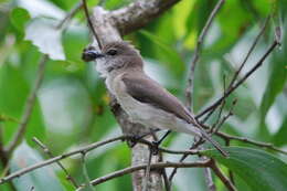 Слика од Pachycephala simplex Gould 1843