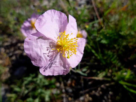 Image of Common Rock-rose