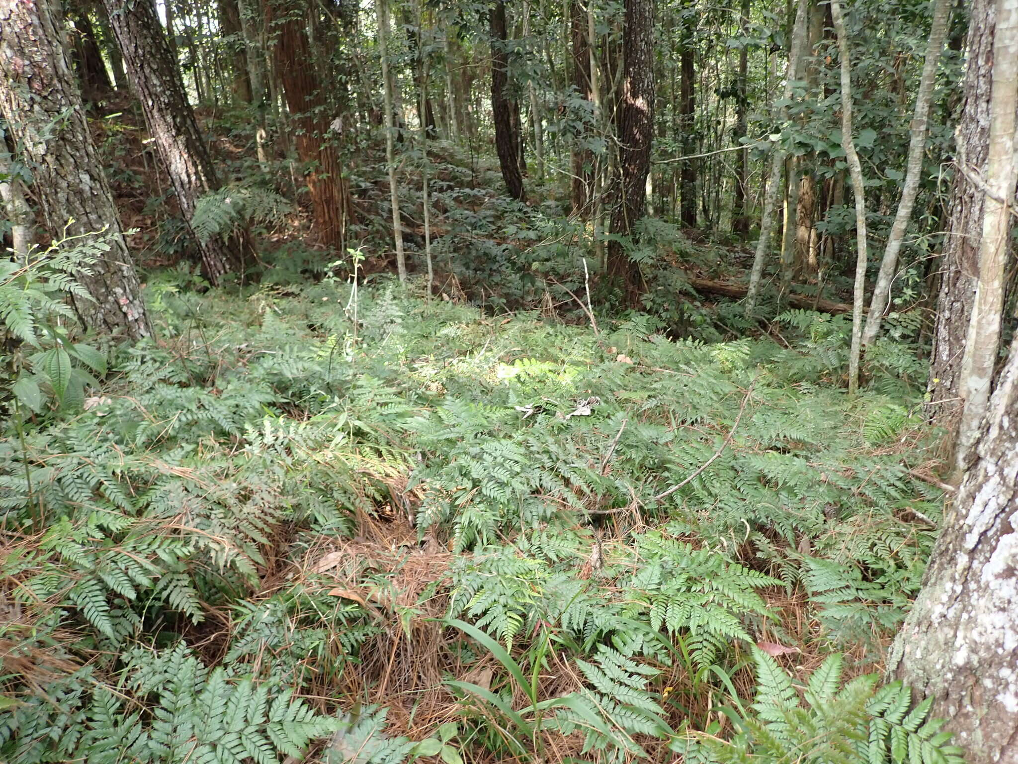 Image of Maxonia apiifolia (Sw.) C. Chr.