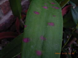 Image of Odontoglossum ringspot virus