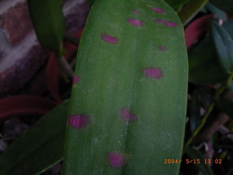 Plancia ëd Odontoglossum ringspot virus