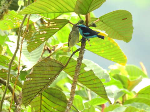 Image of Turquoise Dacnis