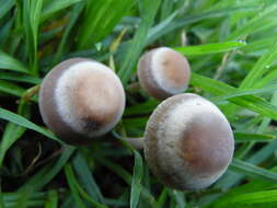 Image of Panaeolus cinctulus (Bolton) Sacc. 1887