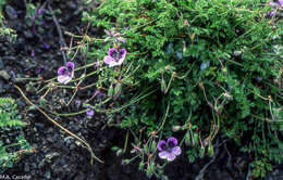 Sivun Erodium glandulosum (Cav.) Willd. kuva