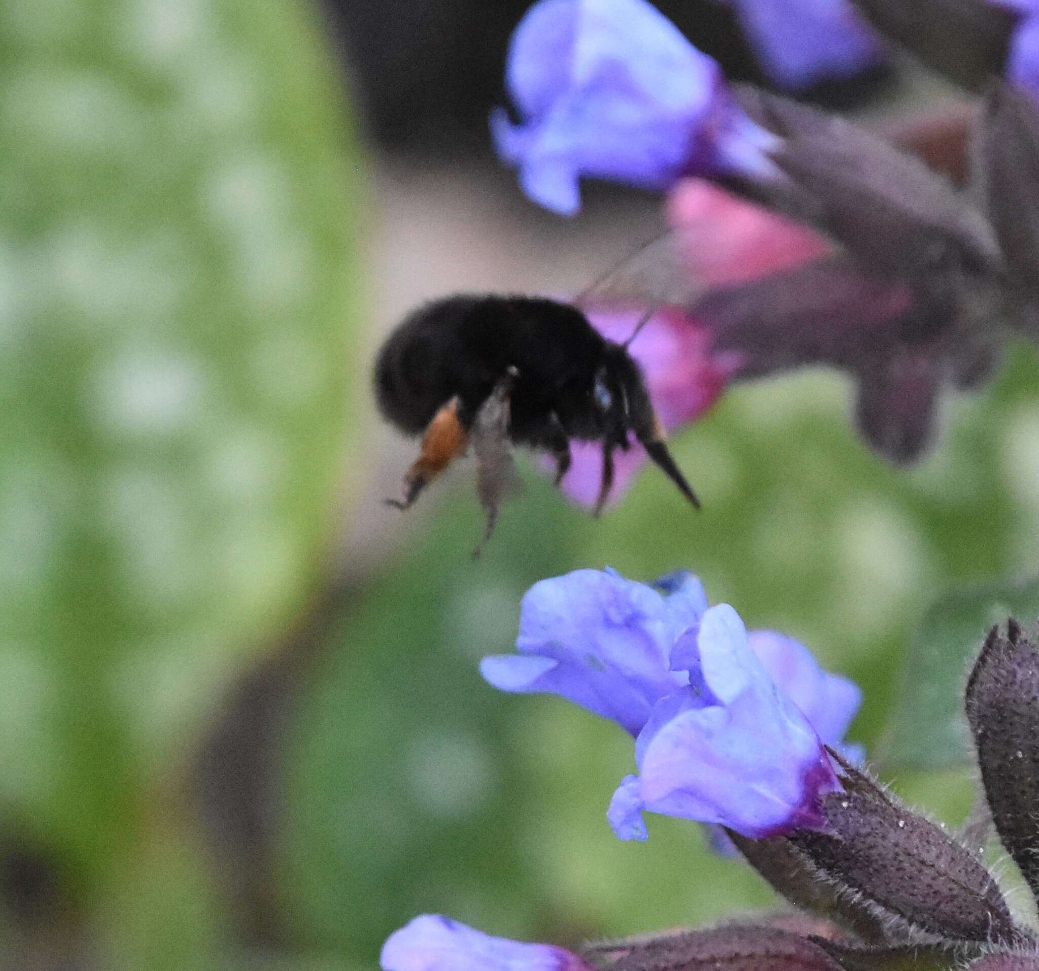 Image of Anthophora plumipes (Pallas 1772)