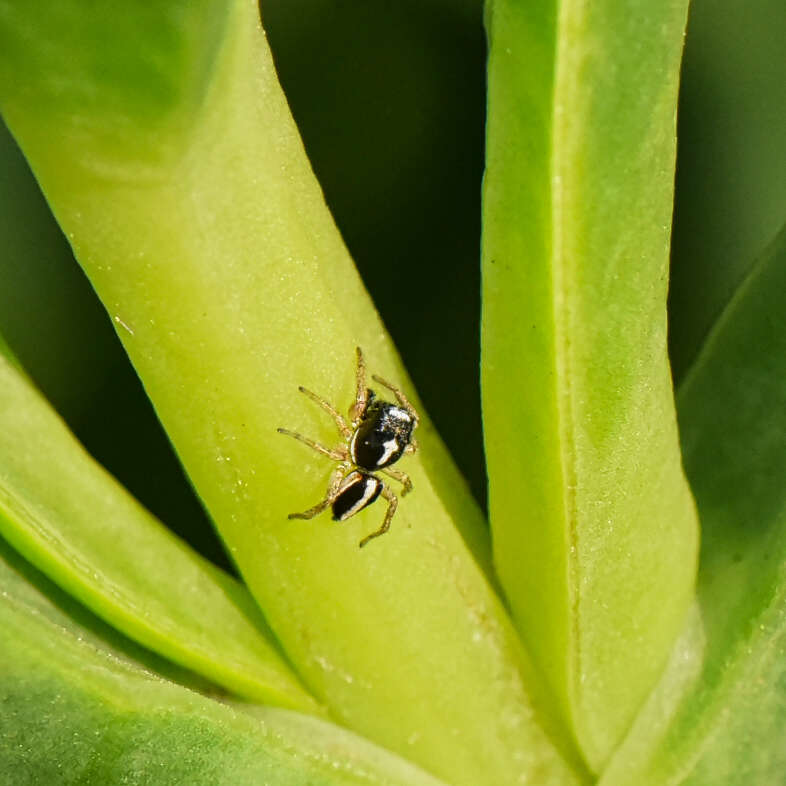 Image of Heliophanus pistaciae Wesolowska 2003