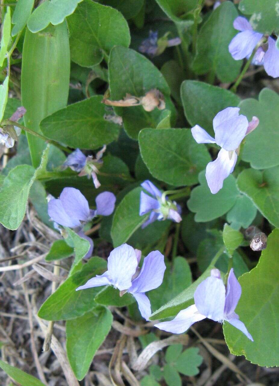 Image of Early Blue (Hook) Violet