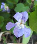 Image of Early Blue (Hook) Violet