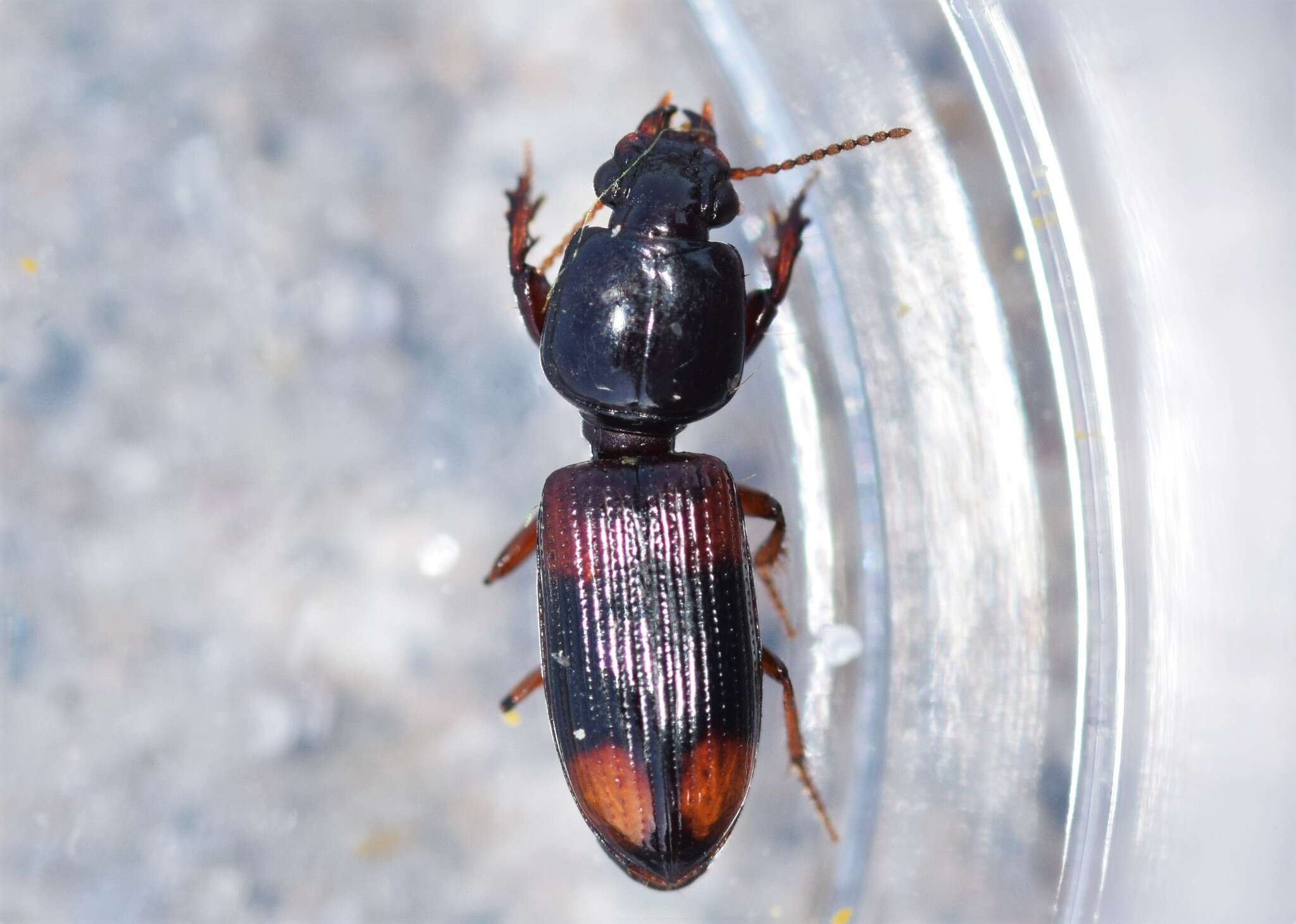 Clivina (Paraclivina) bipustulata (Fabricius 1798)的圖片