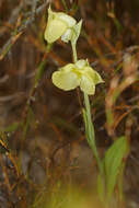 Image de Pterygodium platypetalum Lindl.