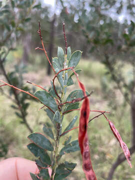 Image of Acacia semilunata Maiden & Blakely